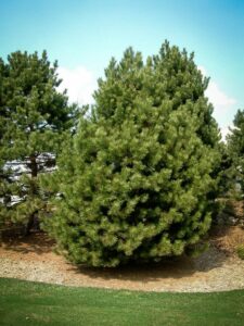 Сосна Чёрная (Pinus Nigra) купить по цене от 270.00р. в интернет-магазине «Посадика» с доставкой почтой в в Знаменске и по всей России – [изображение №1].