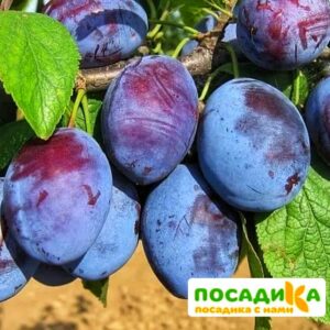 Слива Чачакская ранняя купить по цене от 229.00р. в интернет-магазине «Посадика» с доставкой почтой в в Знаменске и по всей России – [изображение №1].