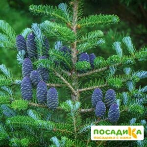 Пихта корейская (Abies koreana) купить по цене от 450.00р. в интернет-магазине «Посадика» с доставкой почтой в в Знаменске и по всей России – [изображение №1].