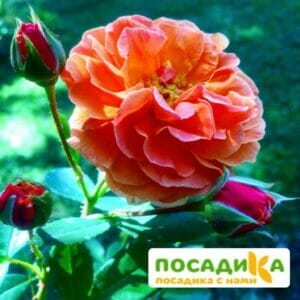 Роза Арабия купить по цене от 350.00р. в интернет-магазине «Посадика» с доставкой почтой в в Знаменске и по всей России – [изображение №1].