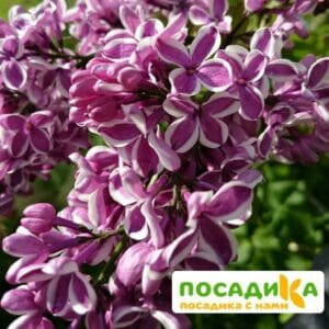 Сирень Сенсация купить по цене от 529.00р. в интернет-магазине «Посадика» с доставкой почтой в в Знаменске и по всей России – [изображение №1].