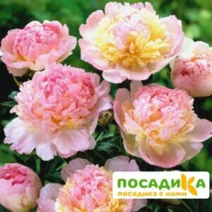 Пион Распберри Сандей (Paeonia Raspberry Sundae) купить по цене от 959р. в интернет-магазине «Посадика» с доставкой почтой в в Знаменске и по всей России – [изображение №1].