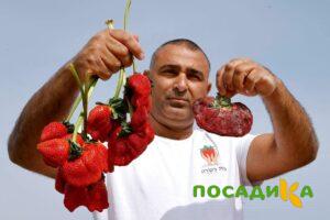 Клубника Гигант Джорнея купить по цене от 266р. в интернет-магазине «Посадика» с доставкой почтой в в Знаменске и по всей России – [изображение №1].