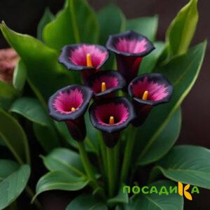 Калла Аура Лейс купить по цене от 400р. в интернет-магазине «Посадика» с доставкой почтой в в Знаменске и по всей России – [изображение №1].