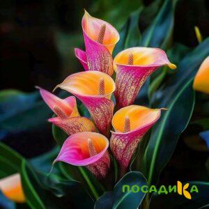 Калла Оникс купить по цене от 450р. в интернет-магазине «Посадика» с доставкой почтой в в Знаменске и по всей России – [изображение №1].