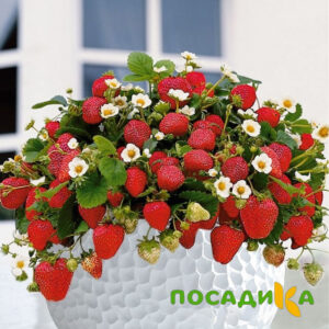 Клубника Рубиновый Шепот (горшечная) купить по цене от 240р. в интернет-магазине «Посадика» с доставкой почтой в в Знаменске и по всей России – [изображение №1].