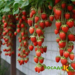 Клубника вьющаяся Комплимент купить по цене от 470р. в интернет-магазине «Посадика» с доставкой почтой в в Знаменске и по всей России – [изображение №1].