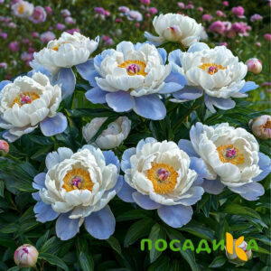 Пион акварельный Этюд купить по цене от 806р. в интернет-магазине «Посадика» с доставкой почтой в в Знаменске и по всей России – [изображение №1].