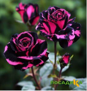 Роза Багровый Шепот купить по цене от 366р. в интернет-магазине «Посадика» с доставкой почтой в в Знаменске и по всей России – [изображение №1].