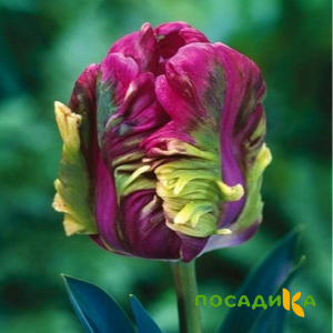 Тюльпан Экзотик Хэвен купить по цене от 186р. в интернет-магазине «Посадика» с доставкой почтой в в Знаменске и по всей России – [изображение №1].