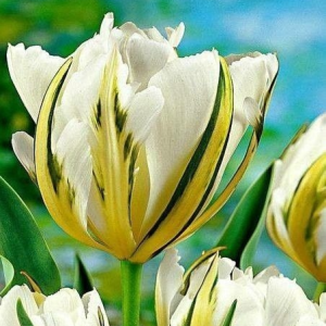 Тюльпан Экзотик Пуруссима купить по цене от 305р. в интернет-магазине «Посадика» с доставкой почтой в в Знаменске и по всей России – [изображение №1].